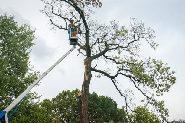 Best Tree Health Inspection  in Lenexa, KS