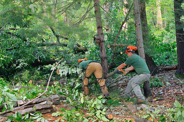 Best Tree Risk Assessment  in Lenexa, KS