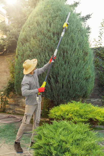 Best Tree Preservation Services  in Lenexa, KS